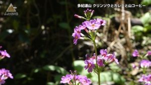 多紀連山 クリンソウ カレー 山コーヒー ゲスト 新田哲也