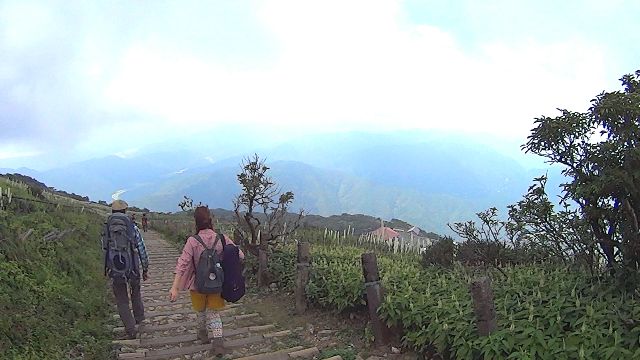 伊吹山で高山植物と山コーヒー