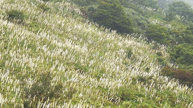 伊吹山で高山植物と山コーヒー