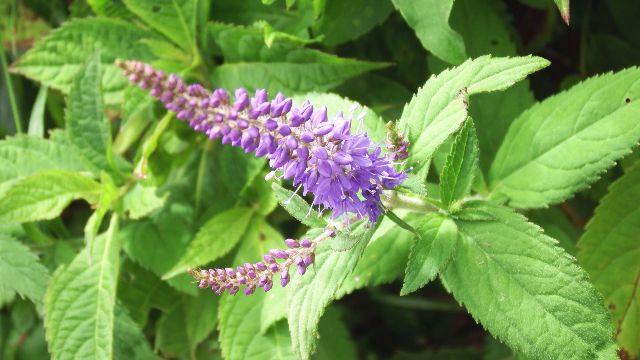 伊吹山で高山植物と山コーヒー