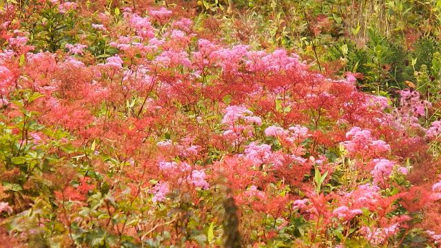 伊吹山で高山植物と山コーヒー