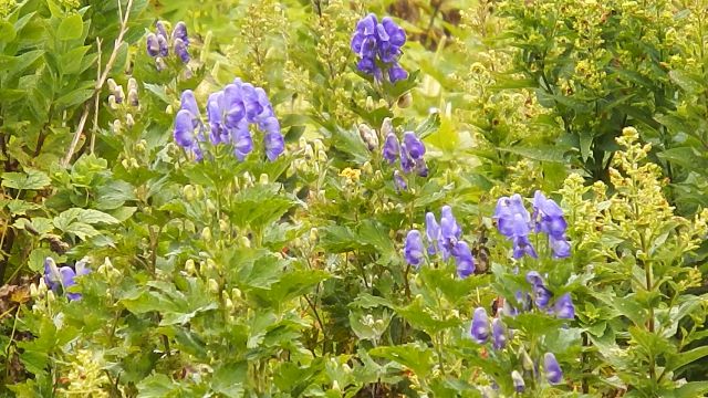 伊吹山で高山植物と山コーヒー