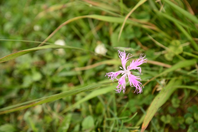 伊吹山で高山植物と山コーヒー
