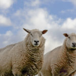 登山用メリノウールの弱点・デメリットである虫食い被害の対策法