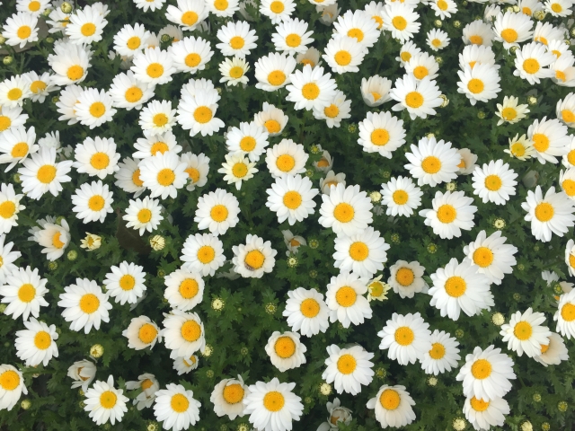 ノースポール カンシロギク