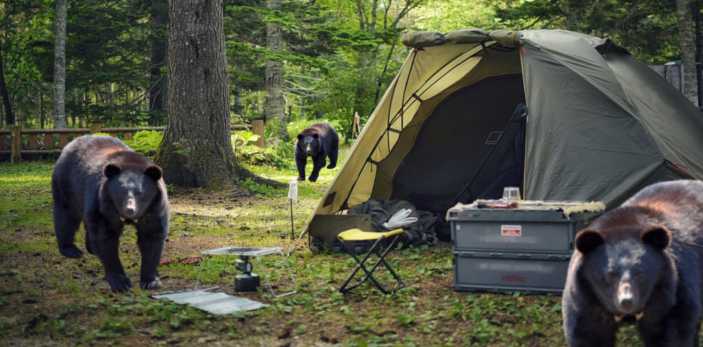 キャンプ場と熊の画像