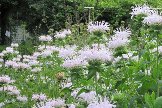 モンブランエクスプローラーの香りの感想