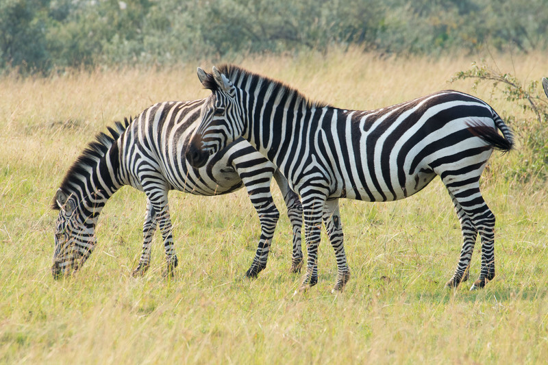 ゼブラ柄を登山のハエ虫除けに