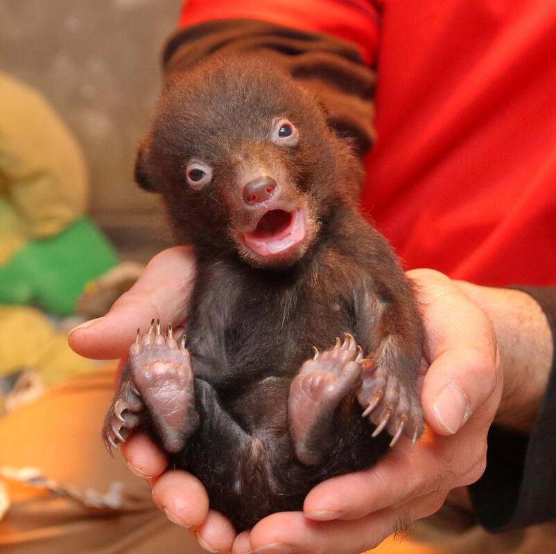 ツキノワグマの赤ちゃん