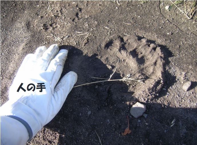 ツキノワグマの足跡の画像