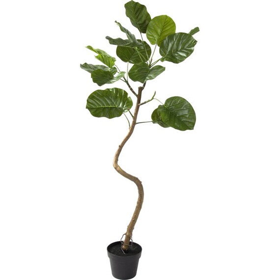 焼いてるふたり観葉植物