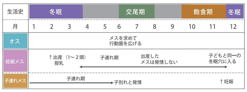 熊の一年の生活活動スケジュール
