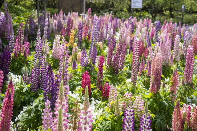 ルパン豆で代替コーヒー